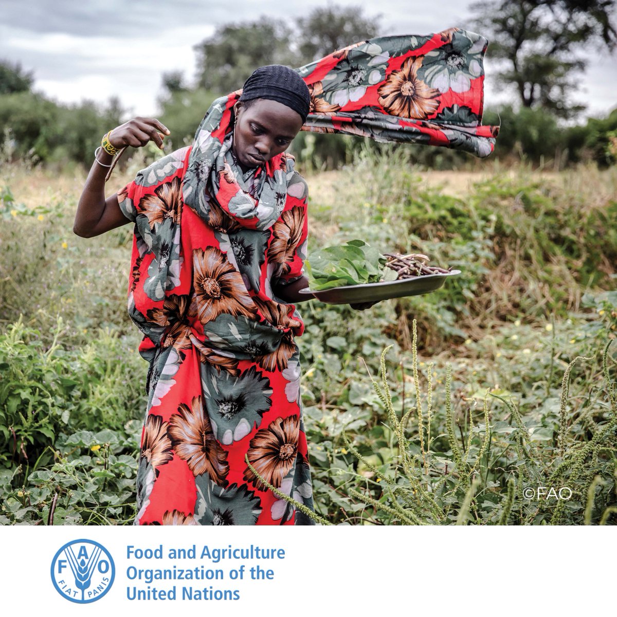 FAOAfrica's tweet photo. There is more than enough food produced today to feed every last one of us. 

👉 Yet up to 828 million people remain chronically undernourished, amid signs of diminishing momentum towards reaching zero hunger. https://t.co/qG0yG6h4Zb