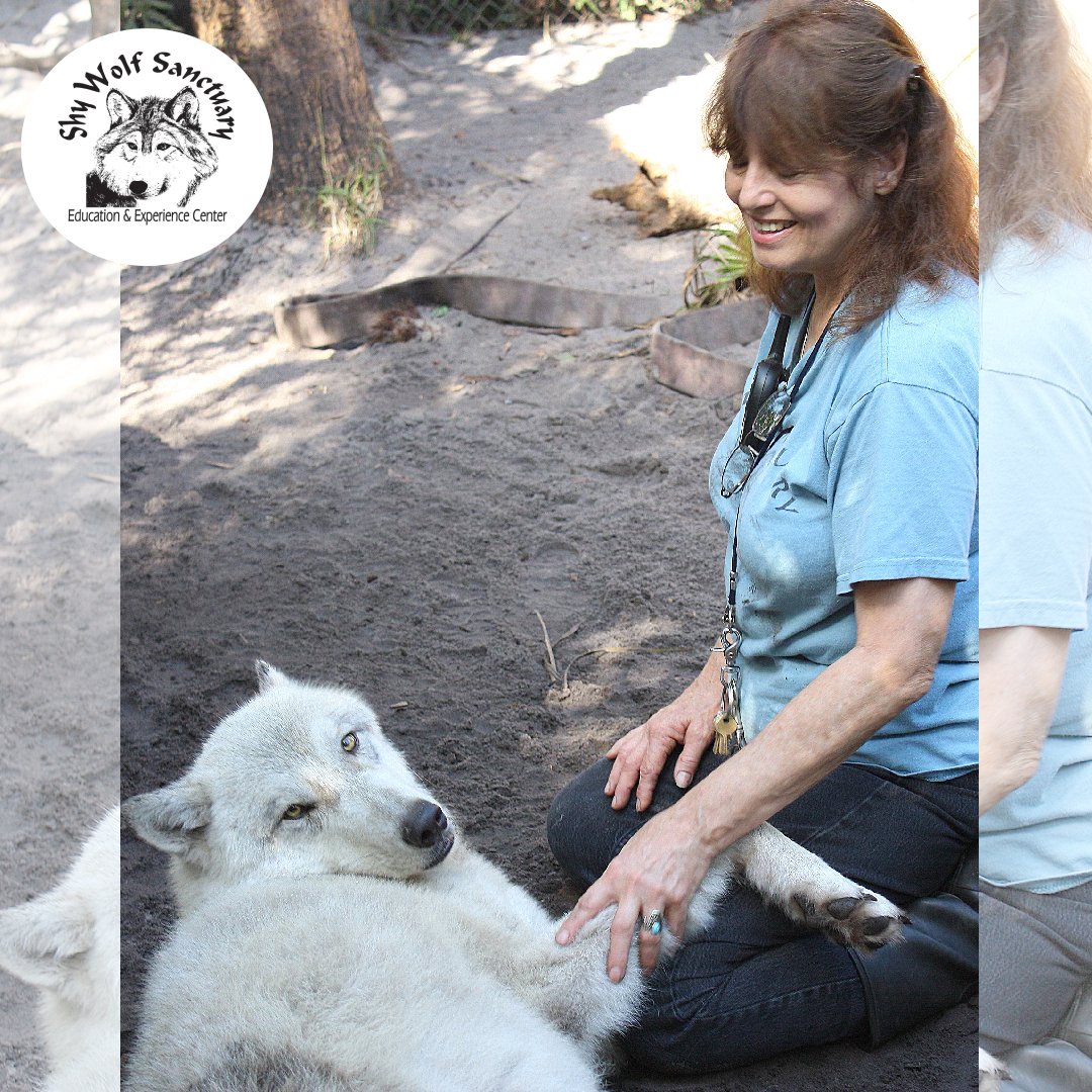 ShyWolfSanct's tweet photo. βI can feel their pain. They talk to you, if people would listen. They really do.β Nancy Smith, Shy Wolf Sanctuary Founder with Tien (Throwback) https://t.co/9fsBlZ4wid
#ShyWolfSanctuary #SWS #SWFL #Florida #Naples #NancySmith #Tien #Throwback https://t.co/ctNxeXuYGU