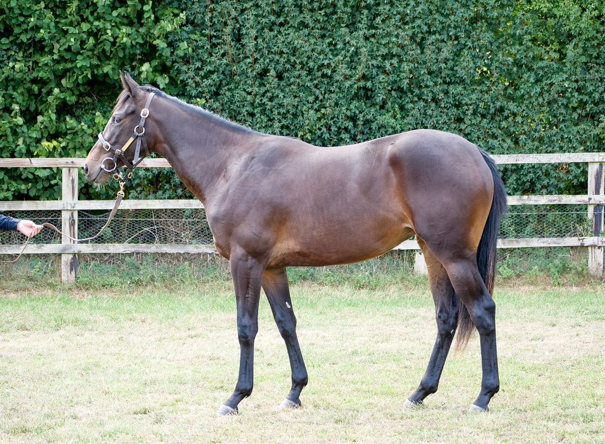 Zvari4's tweet photo. @meonvalleystud’s @Tattersalls1766 Somerville draft are available online to view at https://t.co/l591AJ0bOd

Including this super filly by @coolmorestud’s Gleneagles - Lot 275 https://t.co/ZJwPh2iNqo
