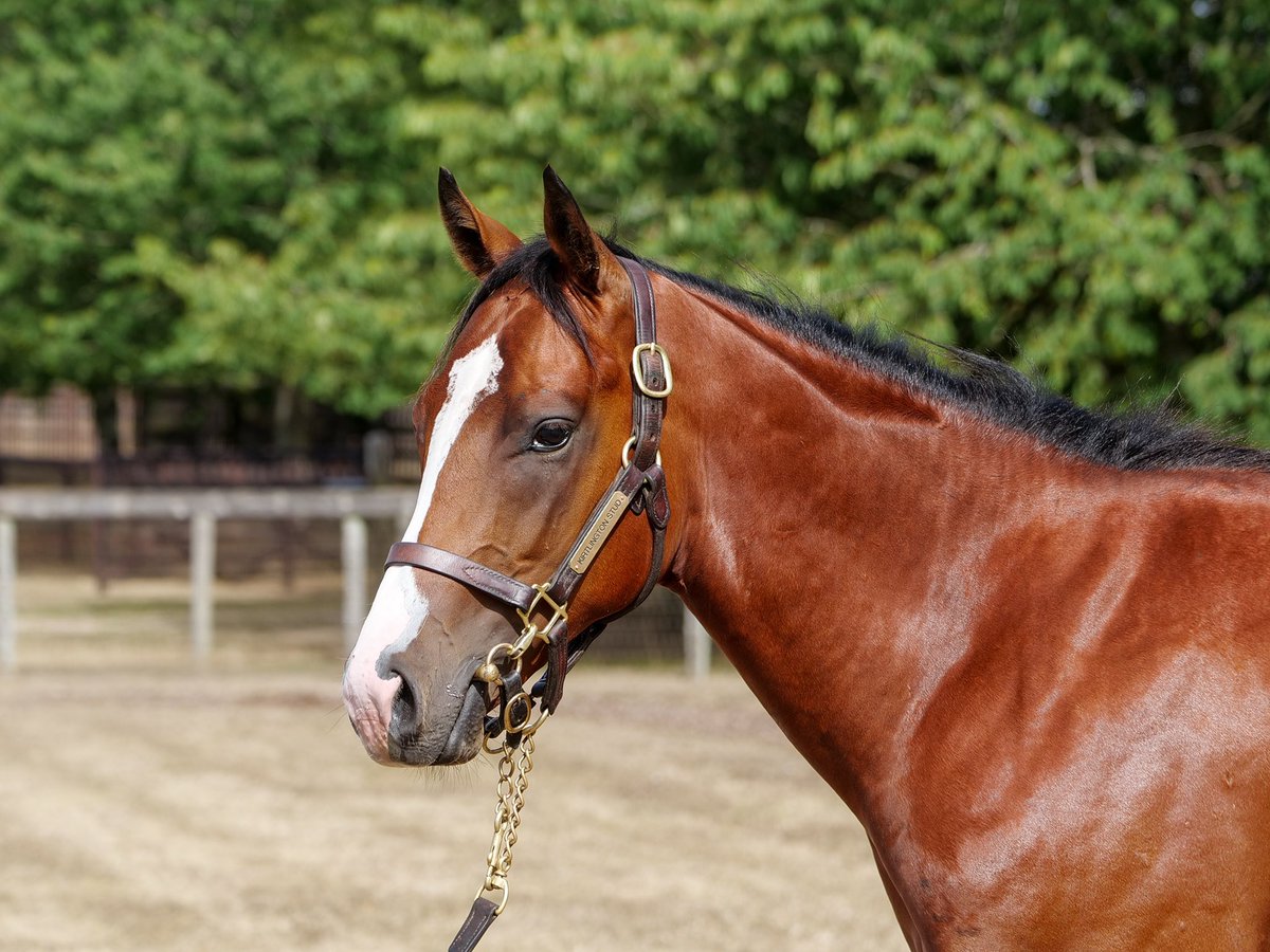 Zvari4's tweet photo. @KirtlingtonStud’s smashing @Tattersalls1766 Somerville draft is available to view online at https://t.co/IzbtrPnKrO 🎥📸

Including this quality colt by Highclere Stud’s (@JakeJWarren) Cable Bay - Lot 238 https://t.co/uqxzaYs0IL