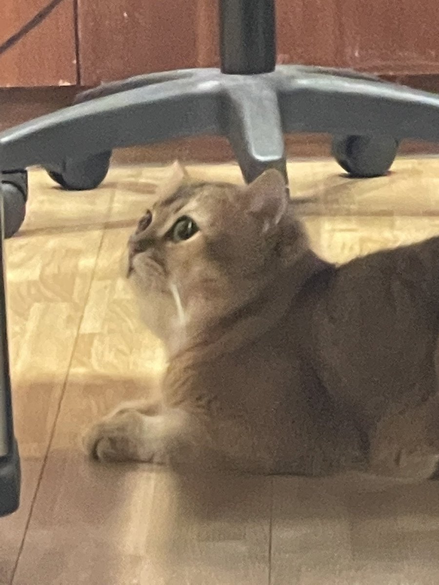 Leekkactus's tweet photo. so lazy.... https://t.co/DCDmLt8wVI