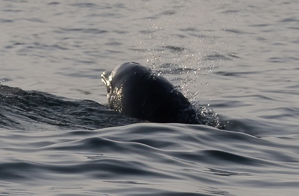 Wetwheels Yorkshire tweet media