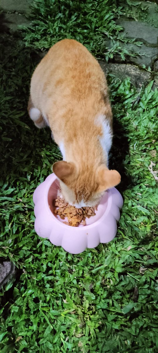 paspambul's tweet photo. Preman Komplek makan malam https://t.co/tMoc1g5FyU