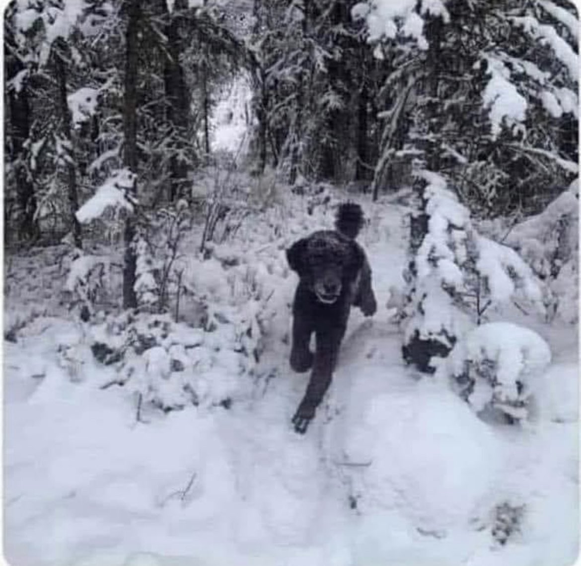 LondynRose1014's tweet photo. Ok, friends do you see a man running into the woods or a dog running toward you?  My human sees a dog 🤷‍♀️ #dogsoftwitter #DogsofTwittter #DogLover #puppylove #doglove #doglovers #brainteaser https://t.co/wqcUAVrQCx