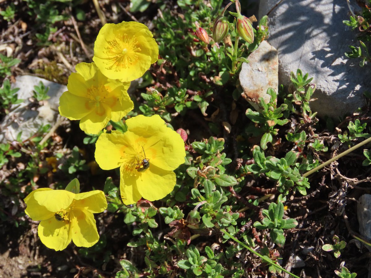 seedecol7 tweet media