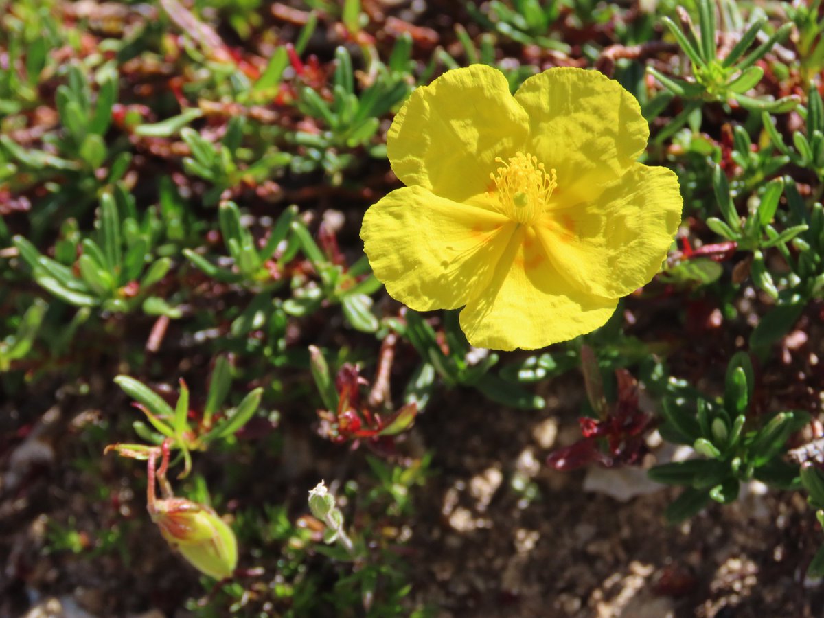 seedecol7 tweet media