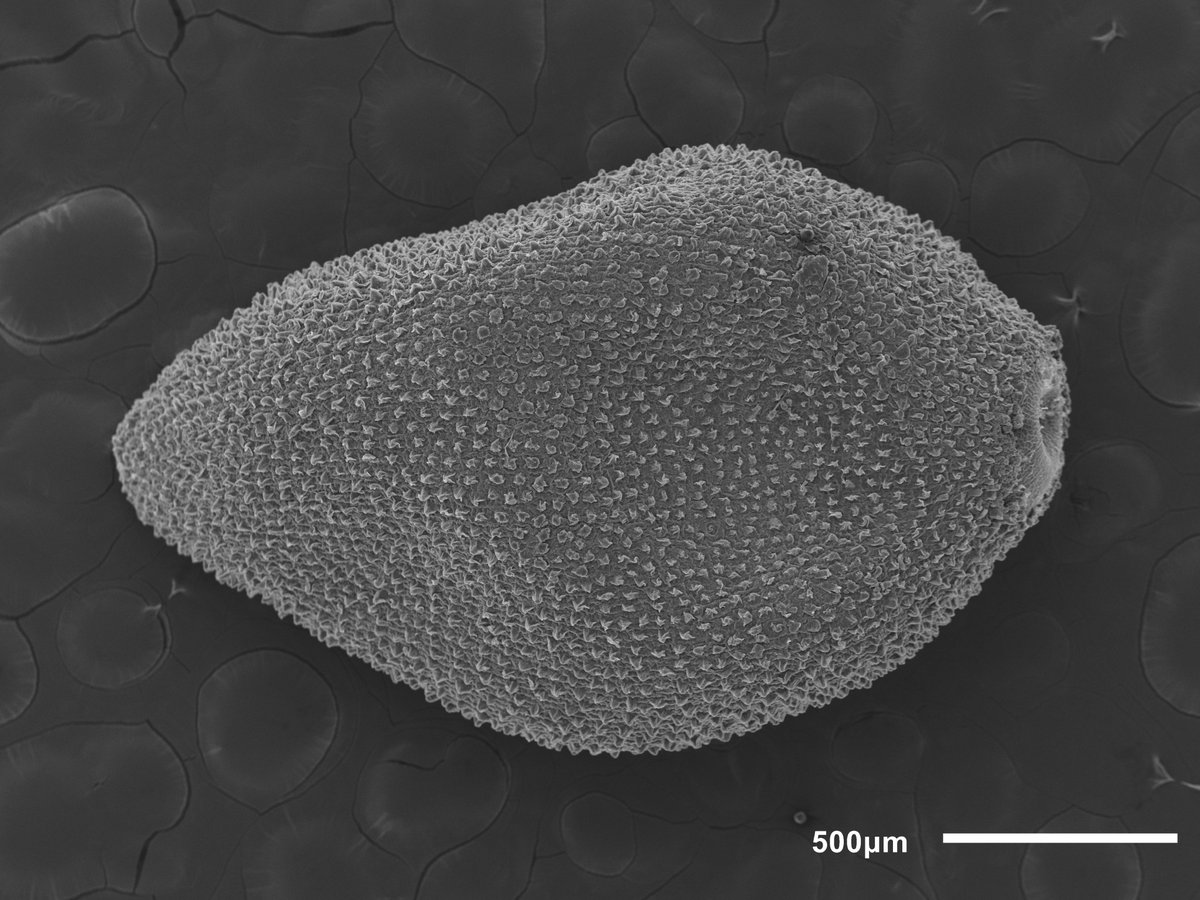 seedecol7 tweet media