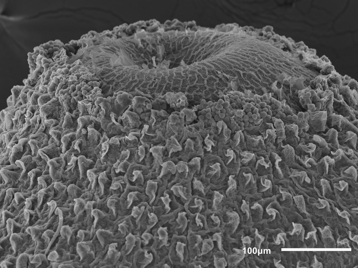 seedecol7 tweet media