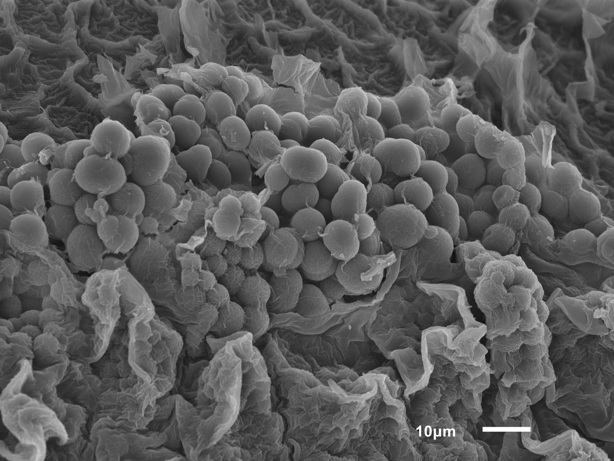 seedecol7 tweet media