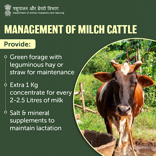 Dept_of_AHD's tweet photo. 🥛🐂 | Milch #cattle must be fed extra fibre, concentrate feed &amp; minerals to help them maintain health and produce optimum quality milk!

#CattleCare #AnimalHealth #AnimalWealth https://t.co/NFEqY5xJIZ