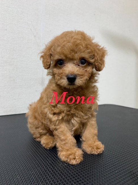 ikuponpon623's tweet photo. 🐶わんちゃん飼い始めました🐶
タイニープードルのMonaです🐩
まだ生後２ヶ月⭐️
インスタ苦手だけどMonaインスタ始めてみたのでぜひフォローお願いします♡
https://t.co/Fblay7INb1
#タイニープードル #トイプードル
#tinypoodle #toypoodle
#犬 #子犬 #犬好き #犬好きさんと繋がりたい 
#dog #puppy https://t.co/AdTF3ctqPY