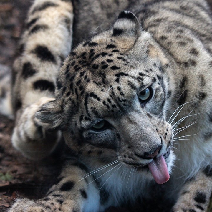McCormick_snaps's tweet photo. @ThePhotoHour Scratchy snow leopard https://t.co/NooxNBWRcP