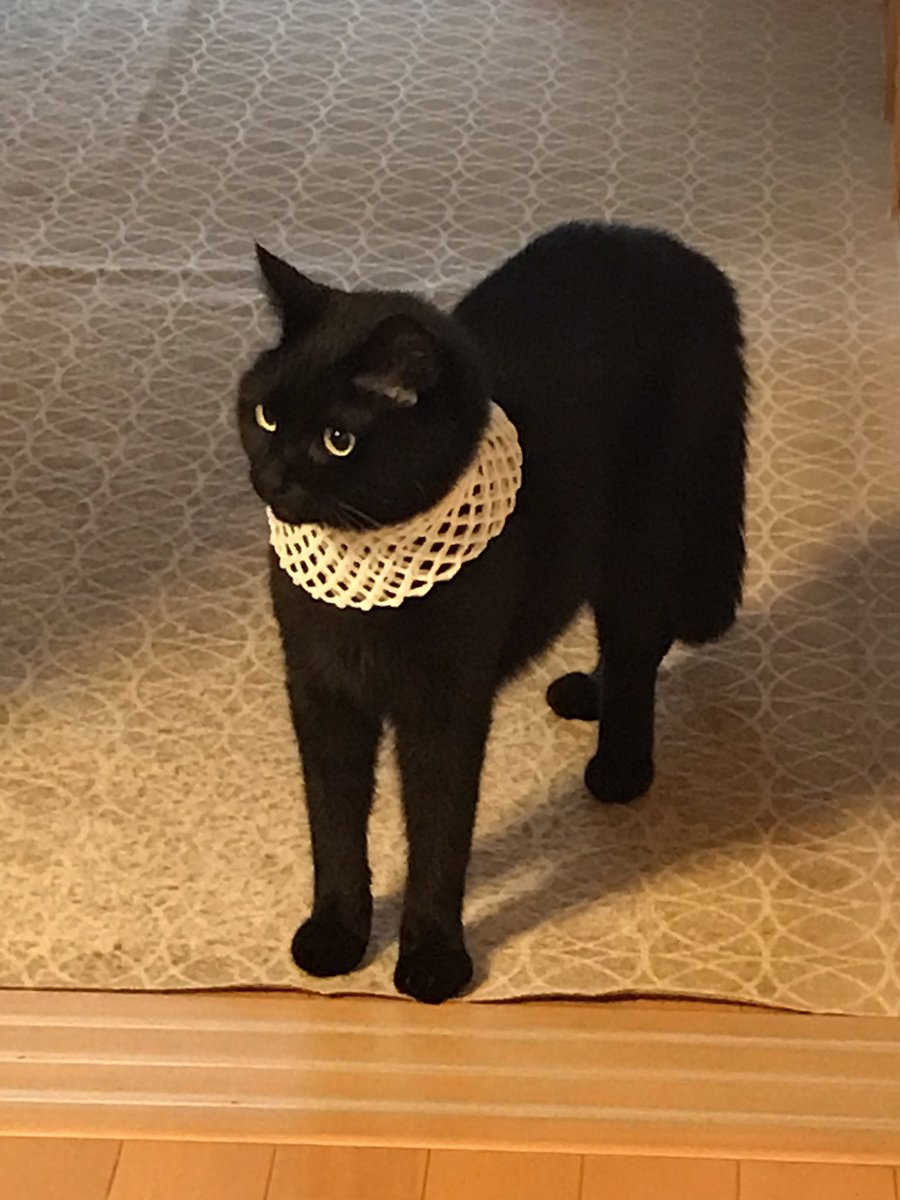 果物ネットにより爆誕させられなぜか嫌がらずに家の中を歩き回るバステト神「うちの猫も」 - Togetter