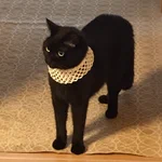 その発想はなかった!日本に爆誕したバステト神とは!？