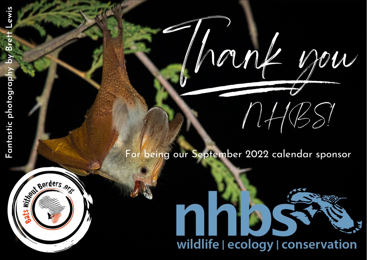 bats_w_borders's tweet photo. Today is #ThankYouThursday! π¦
We'd like to say a massive thank you to @nhbsNews for sponsoring our 2022 calendar!
More info: https://t.co/0o6RfQ4VBc
#bats #bat #Africa #southernAfrica #southernAfricanBats #AfricanBats #BatConservation https://t.co/wOvoZ1QmiH