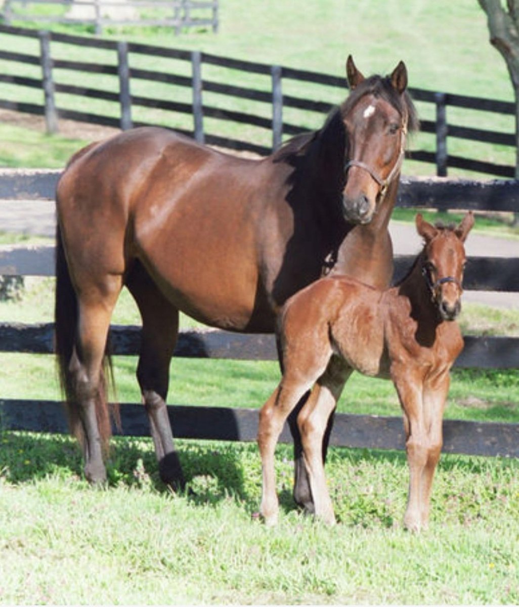 HORSERACING1002's tweet photo. ANGEL FEVERπΊπΈ(DANZIG)#AngelFever a Stakes placed winner in 2 starts. Dam 7 foals, 3 winners. 2 sw. @KentuckyDerby π Fusaichi Pegasus. https://t.co/EAR4p7Coc3