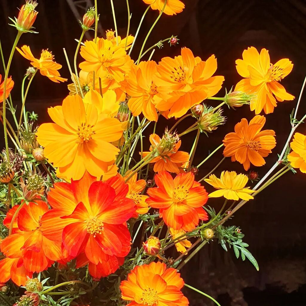 Good heavens, these last few weeks have been tough. Huge sympathy and solidarity to everyone else who's been flower farming through this wretched heat and drought. 

Instead of sharing the full bounty of the farm with all our wonderful customers old and … instagr.am/p/Ch9lJ8sqTTN/