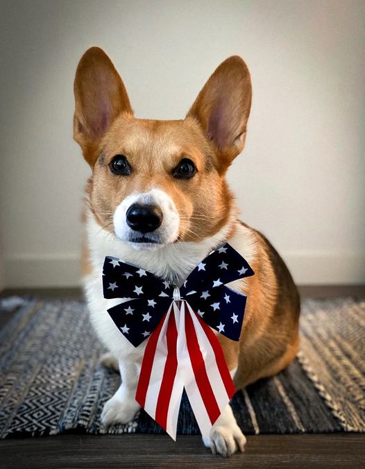 ”Civics education matters for this simple reason: It is difficult to expect people to value or participate in what they do not know.”—-Anne Wicks