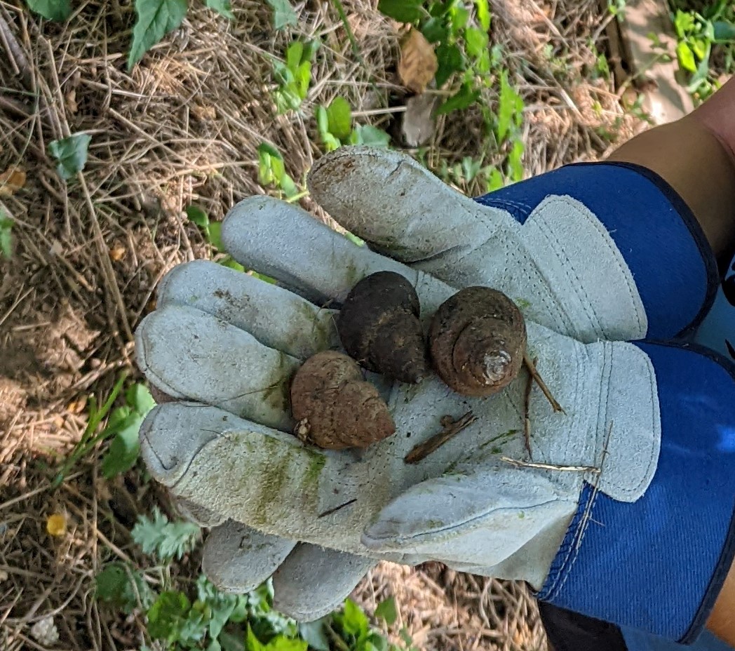 MadeiraCoCurric's tweet photo. What did that Madeira Snail find while cleaning up the Anacostia River during @MadeiraCoCurric? #madeirasnails #madeiraservice #madeiragrade10 #MadeiraCoCurriculum https://t.co/4m7PVmAB2h