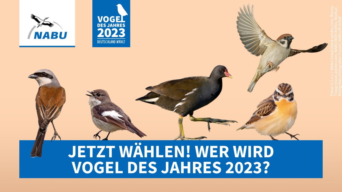 NABU_de's tweet photo. Das digitale Wahlbüro ist eröffnet! Diese Spitzenkandidaten sind im Rennen um den Titel #VogelDesJahres 2023: #Trauerschnäpper, #Neuntöter, #Teichhuhn, #Braukehlchen und #Feldsperling. Stimme jetzt ab unter https://t.co/1nEe6sUm6o 🗳 https://t.co/Bi5TyHBJjx