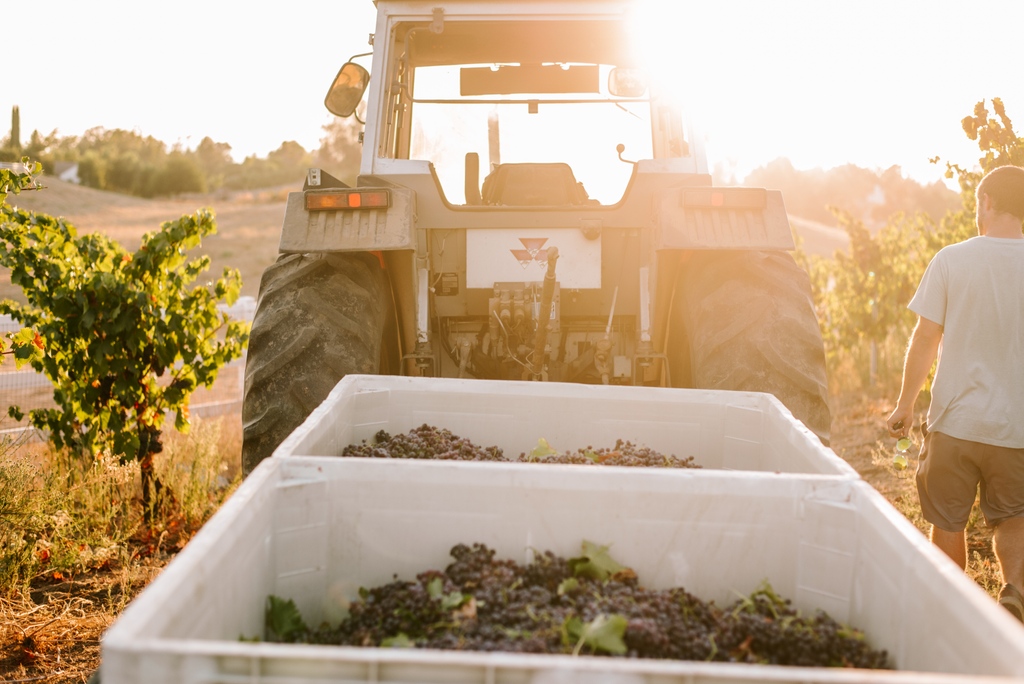 Happy CA Wine Month! 🍷 Follow along with us this month as we explore all things California wine. We will be highlighting a new wine weekly as well as sharing behind the scenes of harvest! Let us know in the comments what else you’d like to see! 😍