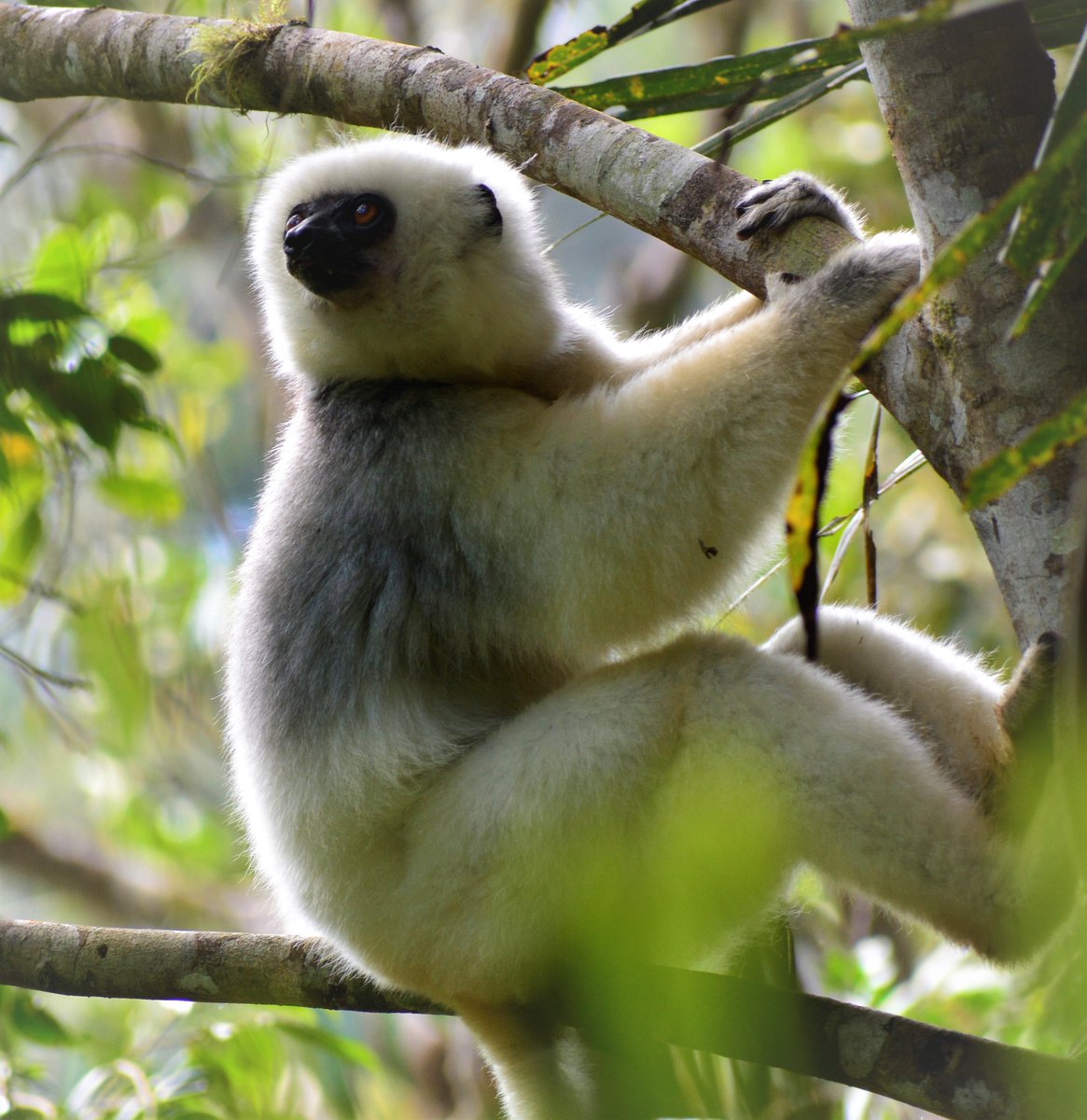 Journal of Animal Ecology (@animalecology) on Twitter photo New research: Drivers and consequences of structure in plant-lemur ecological networks doi.org/10.1111/1365-2…
<a href="/camilledesisto/">Camille DeSisto</a>, <a href="/JamesPaulHerre1/">James Paul Herrera</a> <a href="/DukeLemurCenter/">Duke Lemur Center</a> @DukeResearch New research: Drivers and consequences of structure in plant-lemur ecological networks doi.org/10.1111/1365-2…
<a href="/camilledesisto/">Camille DeSisto</a>, <a href="/JamesPaulHerre1/">James Paul Herrera</a> <a href="/DukeLemurCenter/">Duke Lemur Center</a> @DukeResearch