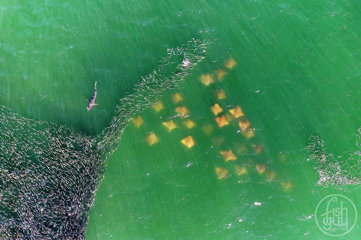 There is a national park-caliber wildlife spectacle taking place off the coast of New York right now! Massive schools of menhaden attract countless predators like these sharks and cownose rays. This is what a healthy ocean looks like. #oceanoptimism PC: <a href="/fishguyphotos/">Christopher Paparo</a>