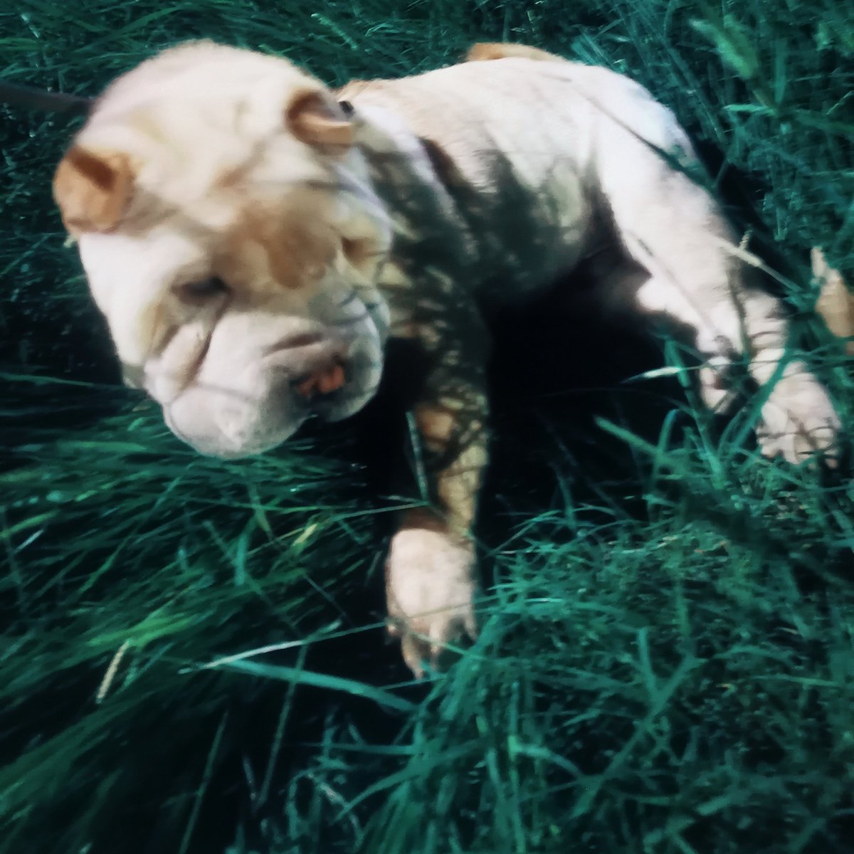 rockiaia's tweet photo. Amo l'erba #muffin #sharpei #cane #buffo #amore #erba https://t.co/gWy9bbI4o3
