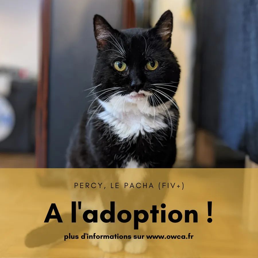 Association Owca tweet media