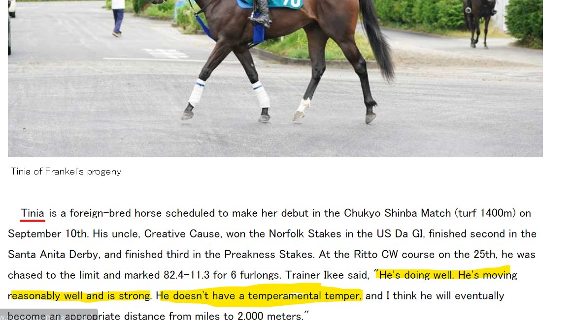 FrankelWatch13's tweet photo. @LongBallToNoOne It seems that Tinia is the one. Ikee-Sensei complimentary. #MovingWell #Strong #NoTemperamentIssues. Thinks he is a 8F-10F horse. https://t.co/AfM7svD1HR