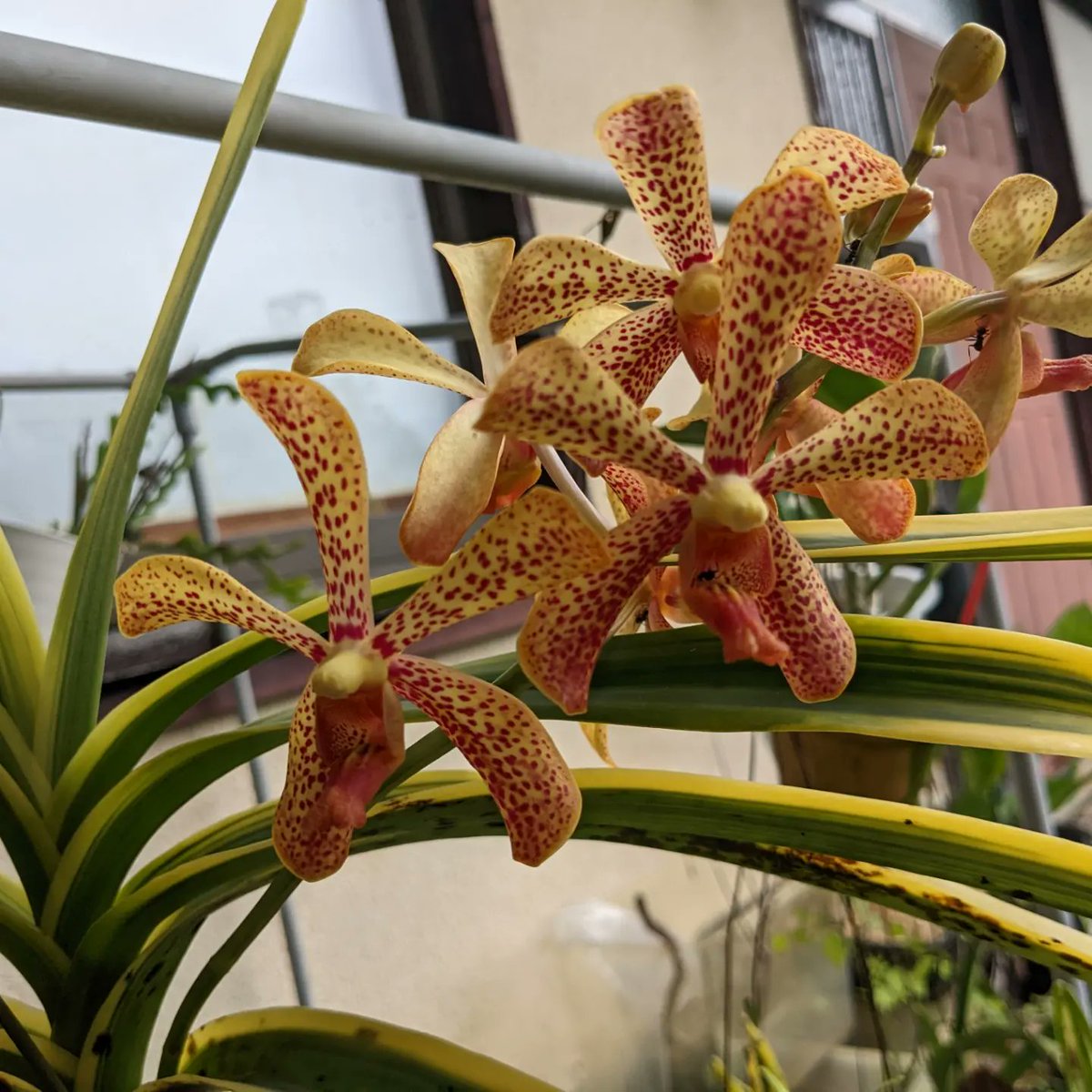 rankamejapan's tweet photo. 熱帯ランらしい花
Mokara. Madamupani Variegata.
モカラ・マダムパニー　覆輪斑入り
#Mokara ＝ #Arachnis ✕ #Ascocentrum ✕ #Vanda
#モカラ＝#アラニクス✕#アスコセントルム✕#バンダ
三属間人工交配属

#洋蘭斑入り
#斑入り洋蘭 
#モカラマダムパニー
#単茎蘭
#Variegata
#斑入り
#フイリ
#覆輪 https://t.co/XbKL9b9Fe1