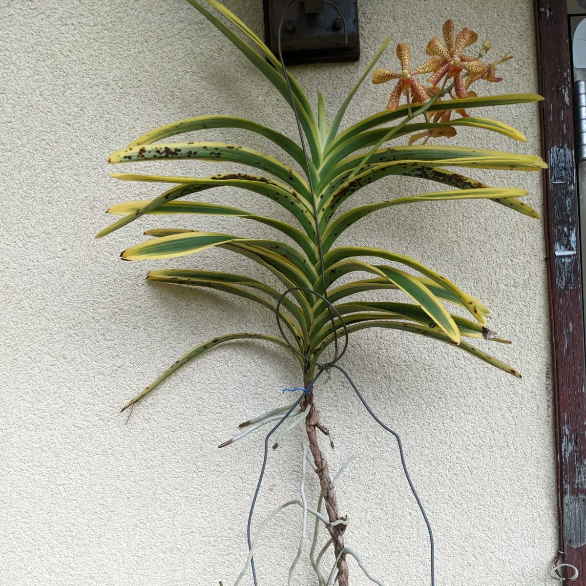 rankamejapan's tweet photo. 熱帯ランらしい花
Mokara. Madamupani Variegata.
モカラ・マダムパニー　覆輪斑入り
#Mokara ＝ #Arachnis ✕ #Ascocentrum ✕ #Vanda
#モカラ＝#アラニクス✕#アスコセントルム✕#バンダ
三属間人工交配属

#洋蘭斑入り
#斑入り洋蘭 
#モカラマダムパニー
#単茎蘭
#Variegata
#斑入り
#フイリ
#覆輪 https://t.co/XbKL9b9Fe1