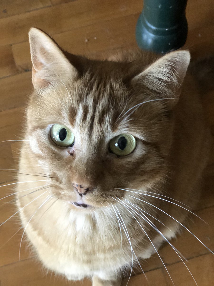 Apparently it’s #GingerCatAppreciationDay! Time to appreciate those crazy ginger floofballs that bring joy, insanity, bottomless stomachs, and one solitary brain cell to your life. #CatsOnTwitter #Gingercat