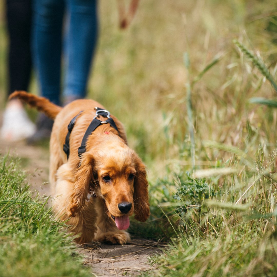 Our homeowners love to bring their four legged friends so they can enjoy our 14 acres of tranquil countryside and woodlands 🐶

#petfriendly #isleofwight #ukholidaylodge