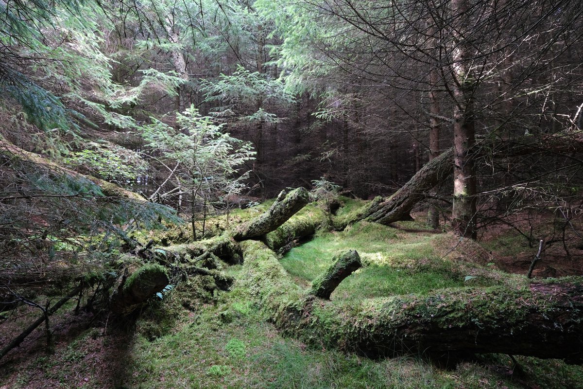 scotfot's tweet photo. Today's woods https://t.co/hQxA8YiHiF