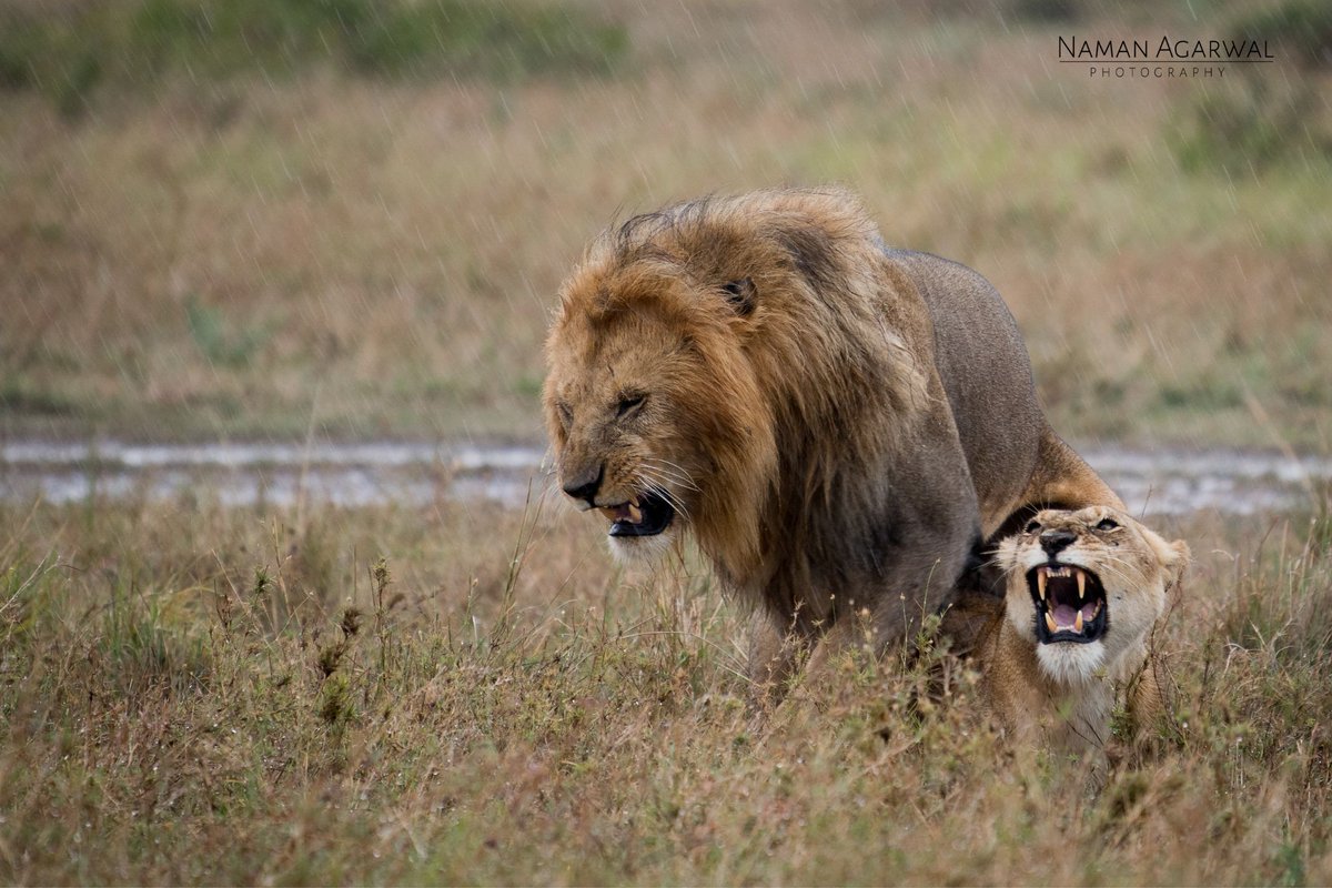 Things just got wild!🦁 

#lionsofmasaimara #wildlifephotography #africa #LionsDen #wild #PhotoOfTheDay 

@NikonIndia @NatGeoWildFr  @MasaiMara_Kenya