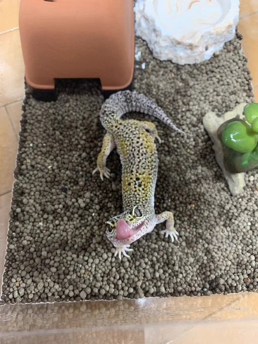どろちゃ!可愛いね。 