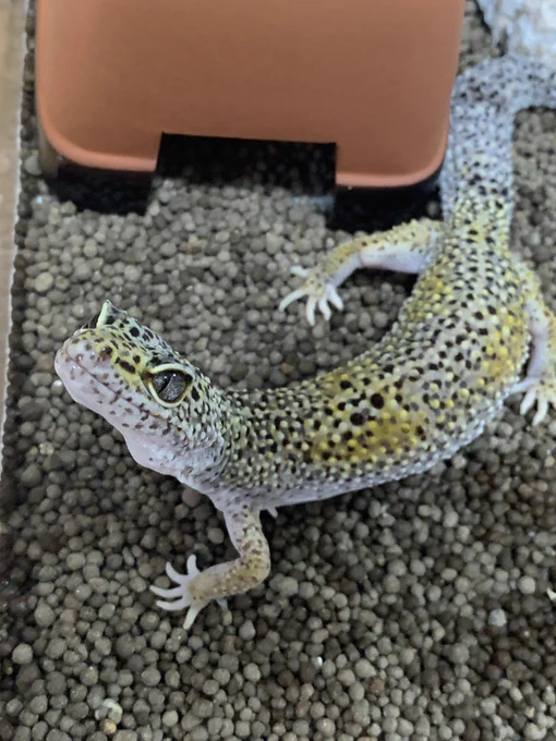 どろちゃ!可愛いね。 