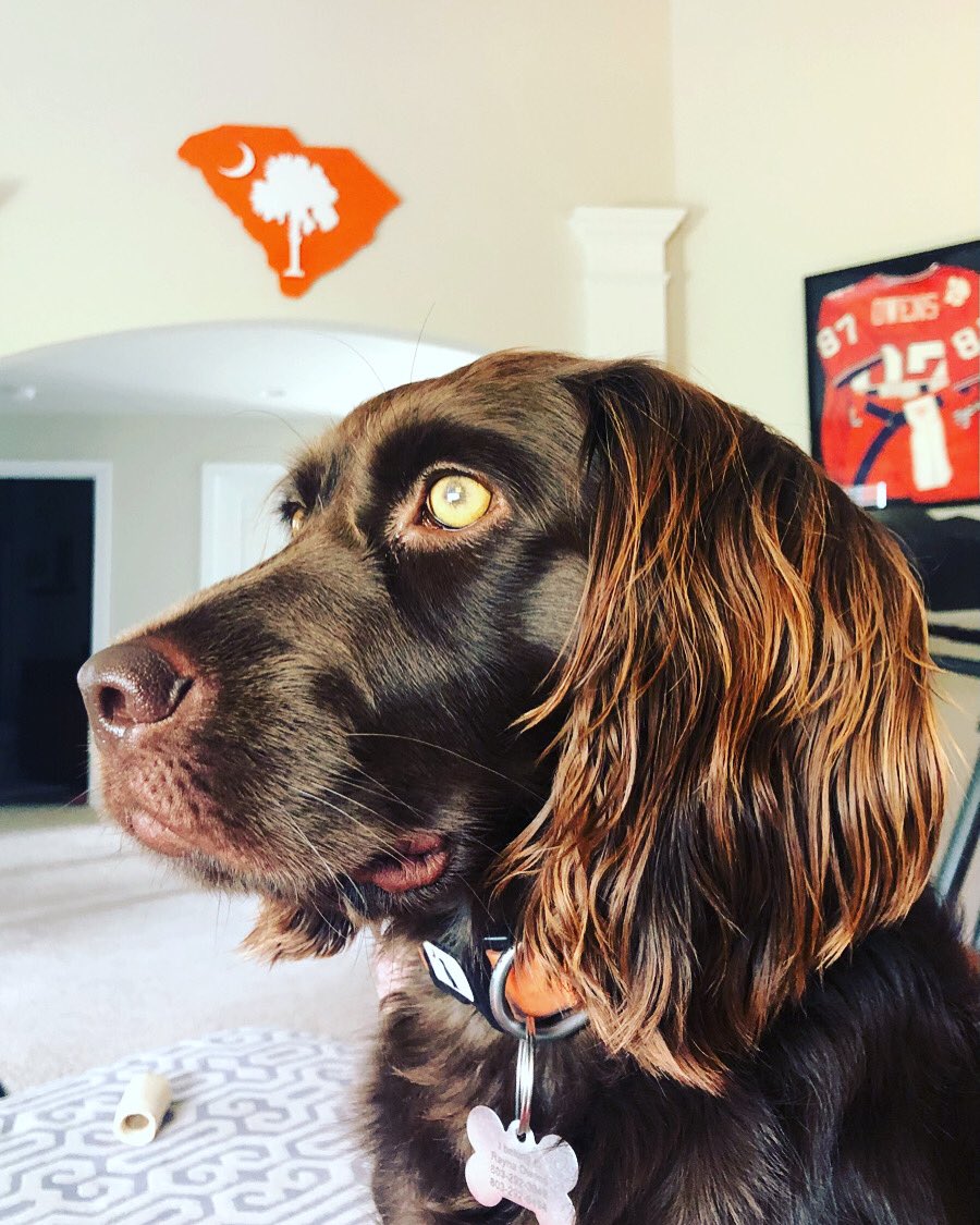 tigermama93's tweet photo. Happy Boykin Spaniel Day from our boy Charlie! (Yes, it’s a real thing!) #bestbreedever #scstatedog https://t.co/iZdNkcpkbb