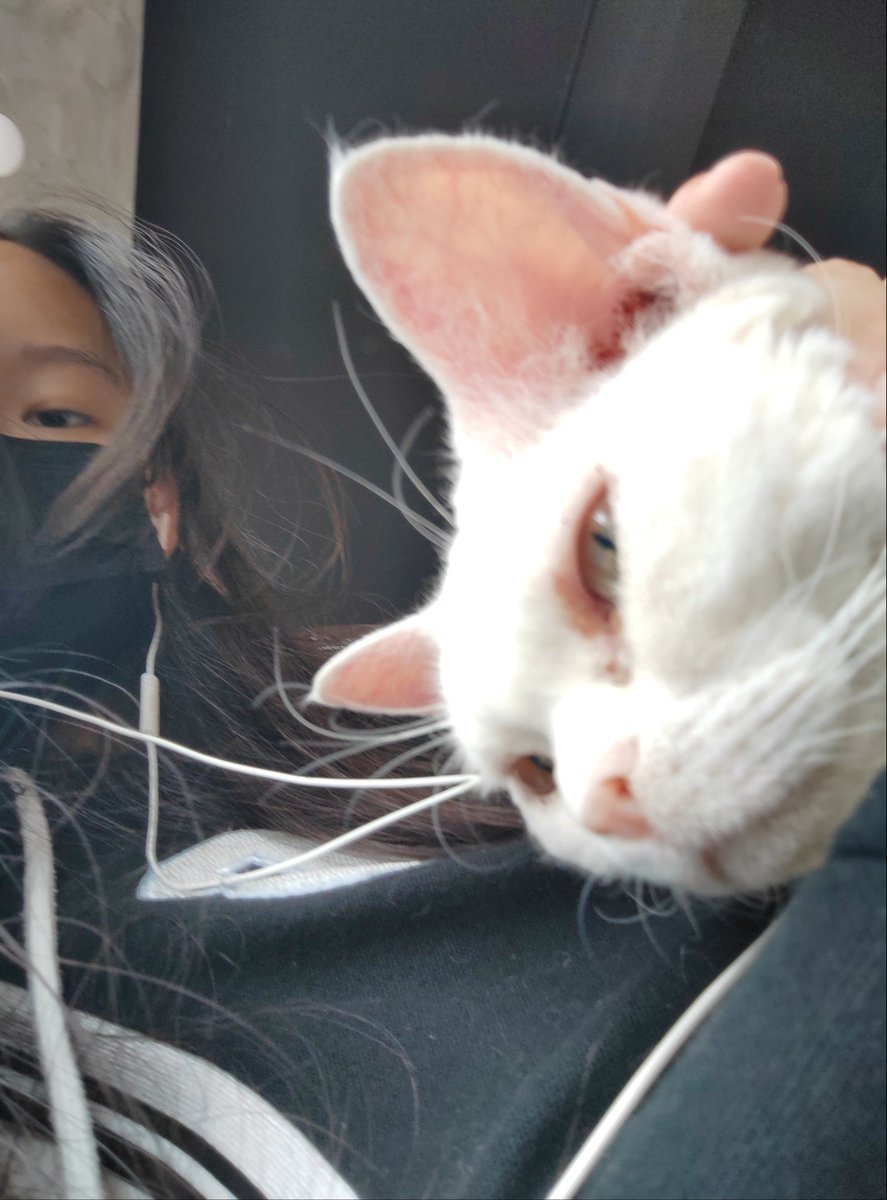 markbbbsnw's tweet photo. @Buildbuilddd cat🐱🐱🐱 https://t.co/8JAg5GE080