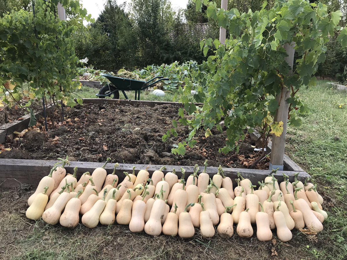75 butternut squash (plus 14 with split skins off camera) from four plants we were gifted by a friend. I think that counts as a success?  Grown in our own home made compost. Crown Prince pumpkins (in background) yet to be harvested (and counted!).
