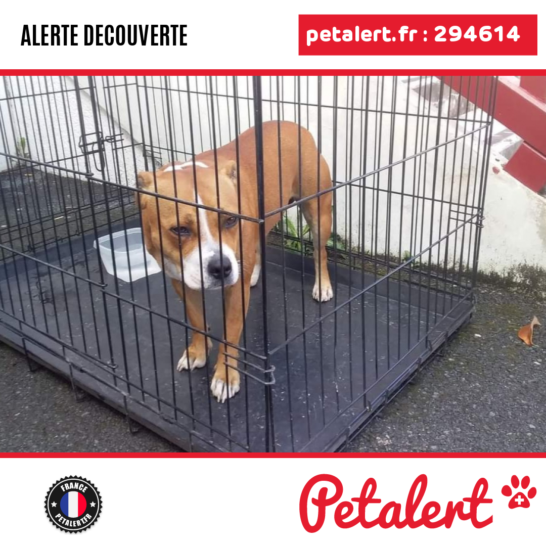 petalert_france's tweet photo. Trouvé #Chien #PyreneesAtlantiques #Urcuit #Petalert #PetAlert64 / https://t.co/TChtsq29HJ https://t.co/BvAIrKtcDY