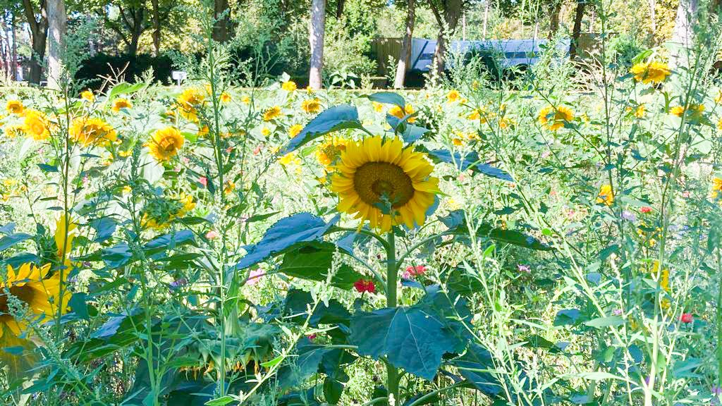 Een zonnige zomergroet vanaf Hofwijk 🌻