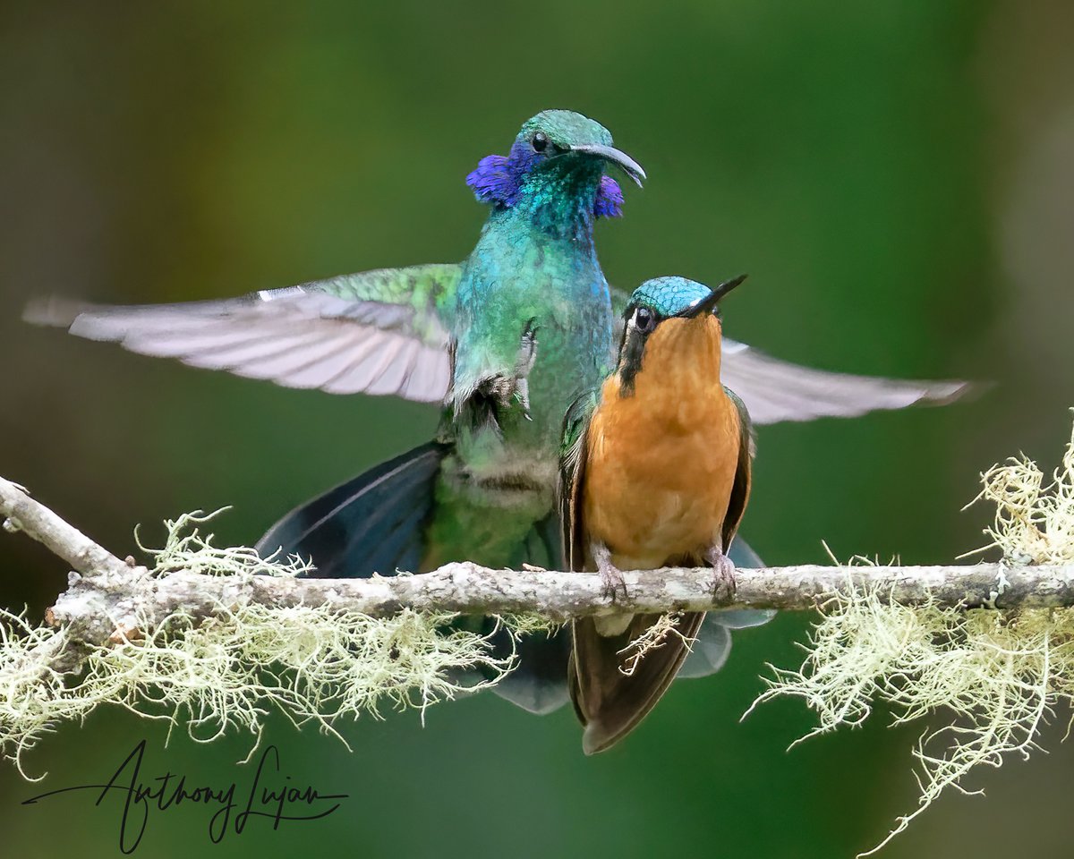 anthonylujan's tweet photo. Watch OUT female White-throated Mountain-Gem! This naughty Lesser Violetear is out to steal your spot! - Costa Rica
#hummingbird #hummingbirds #hummingbirdsofinstagram #hummingbirdsofcostarica #hummingbirdlover #hummingbirdphotography #hummingbirdfly #hummingbirdgarden #humm... https://t.co/WNuJuQUNzA