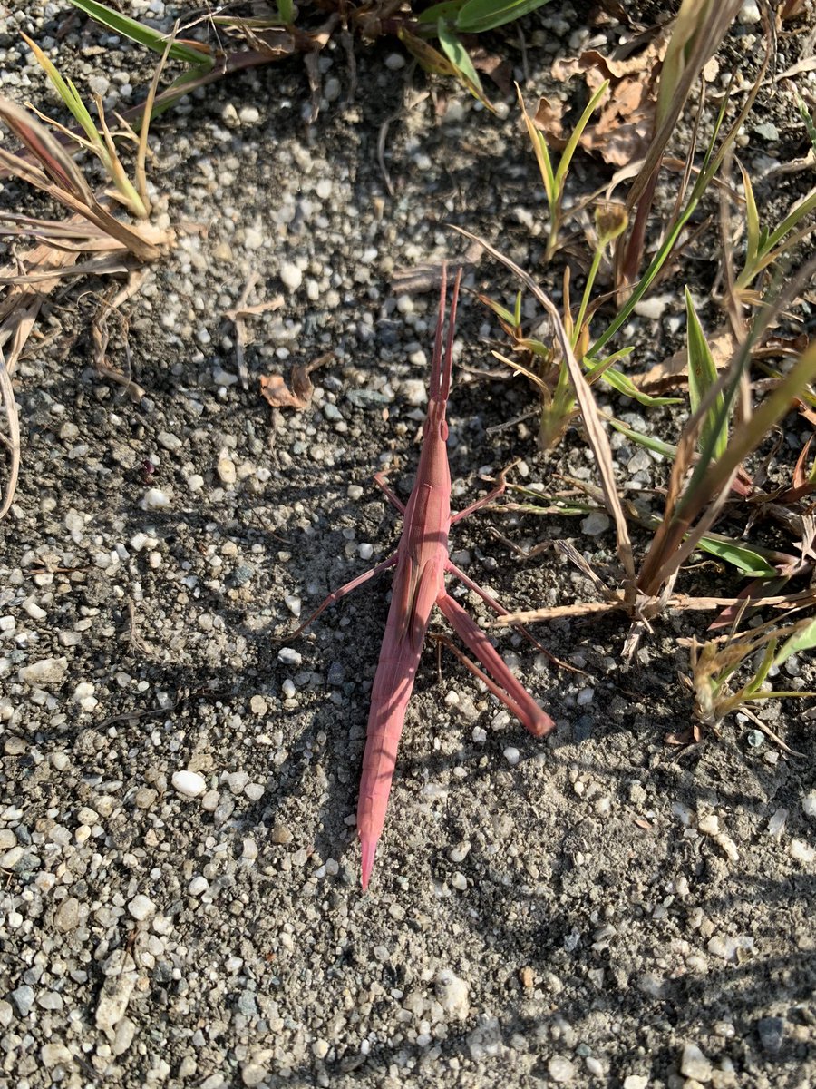 chtu6dzz's tweet photo. 赤いショウリョウバッタ https://t.co/AGeA36Stms
