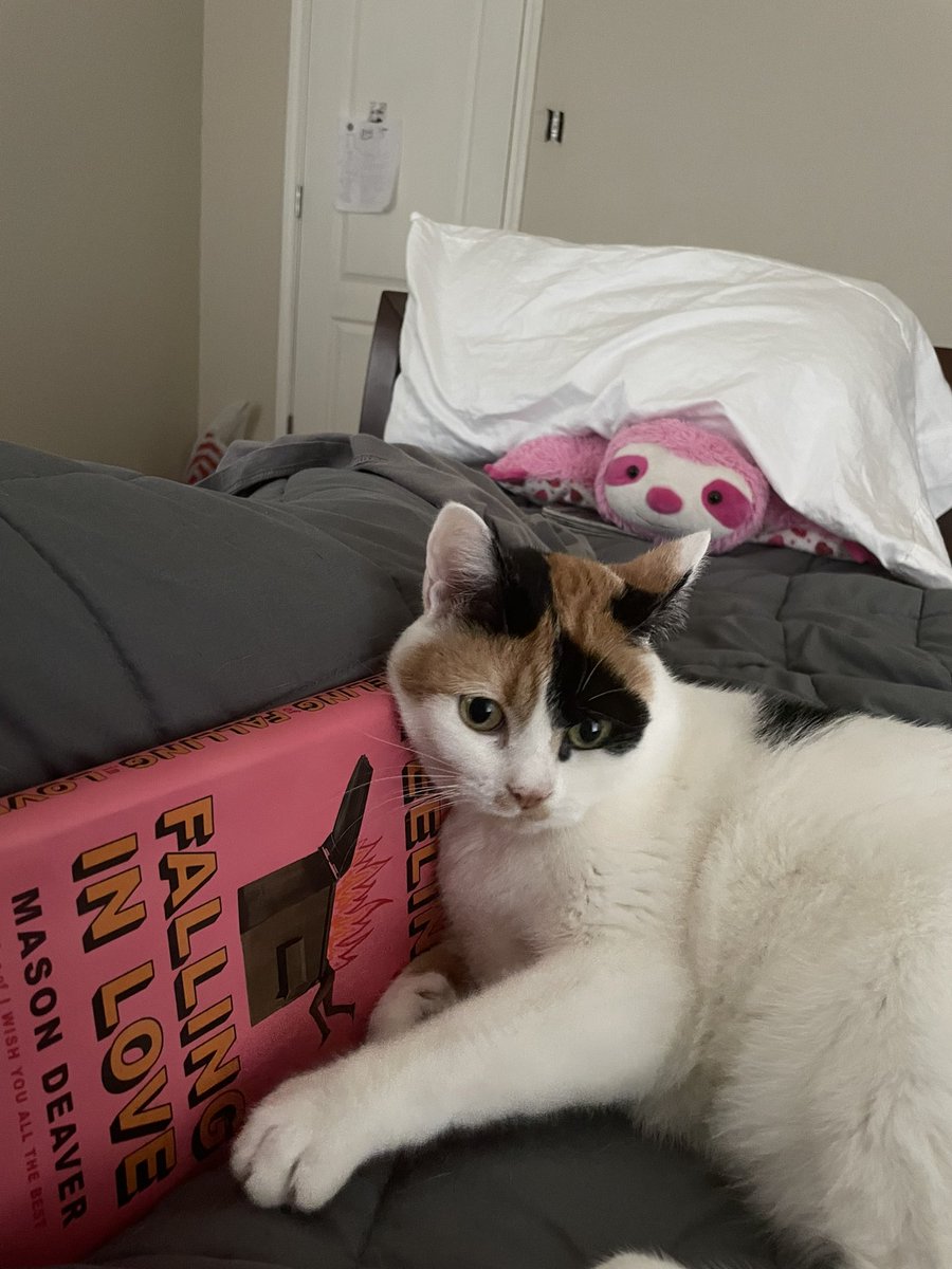 makeoutwithme76's tweet photo. @Buildbuilddd This Is my cat!!! https://t.co/kpmGv3OUps