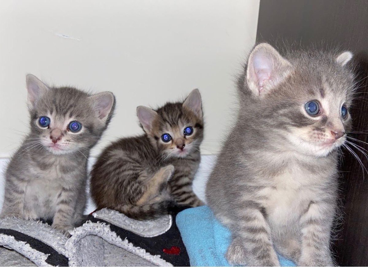 acatnamedclem's tweet photo. a pic of me n my siblings back in the day 😸😸😻 #ThrowbackThursday #Throwback #throwbackcat #CatsOnTwitter #catlovers #kittens #thursdaymorning https://t.co/iiK4lMsA5q