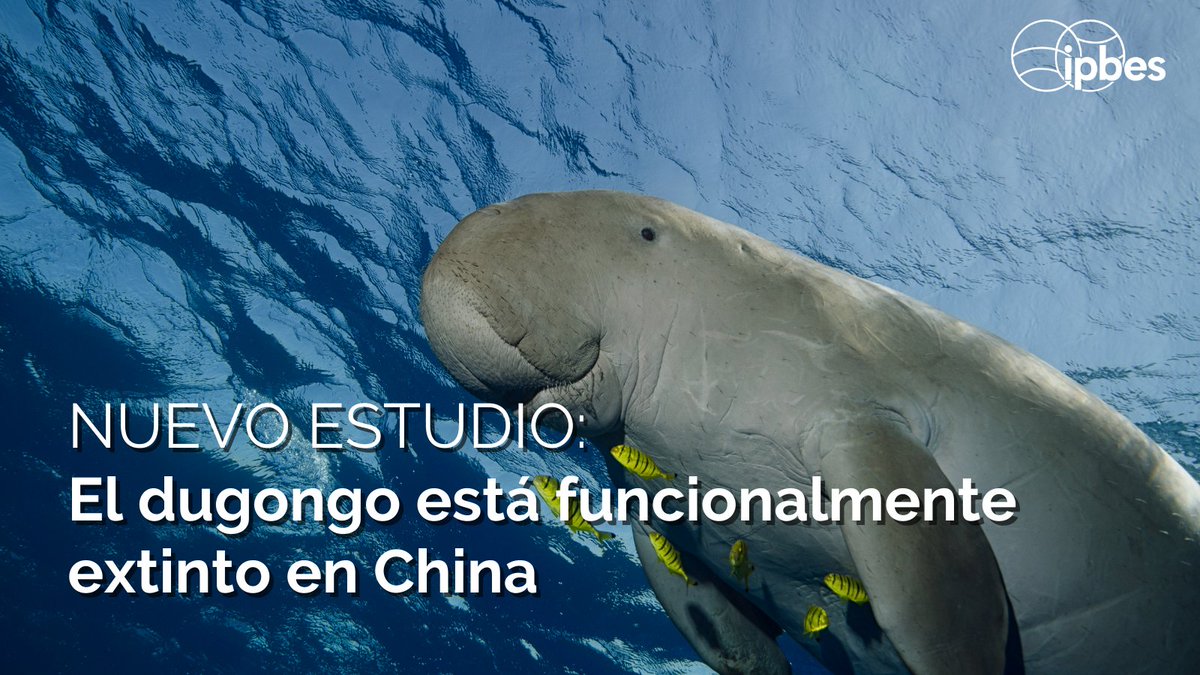 ipbeses's tweet photo. 🐋 El #dugongo, un mamífero marino que ha frecuentado las aguas del sur de China durante cientos de años, ha sido declarado funcionalmente extinto en la región. Con su carácter apacible, se dice que ha inspirado antiguos cuentos de sirenas. 🧜
Lee más en https://t.co/iANax61KSy https://t.co/a3AMgWfnmy