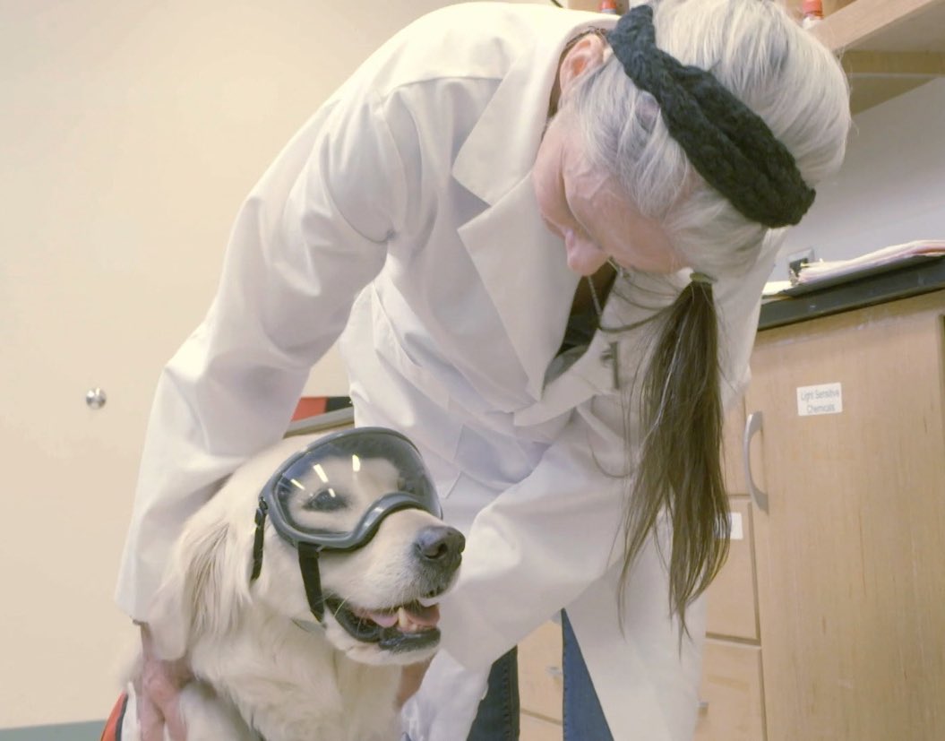 sampson-the-service-dog-on-twitter-i-m-a-service-dog-i-work-in-a
