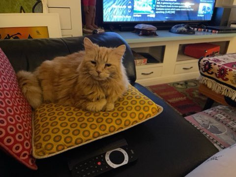 msgreeves's tweet photo. @TreasuryMog Lulu https://t.co/dzFAEygyKY